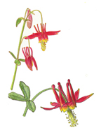 Vorobik painting of red columbine